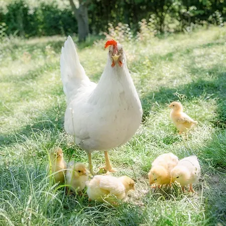 Granducato Di Monteballante Holiday home